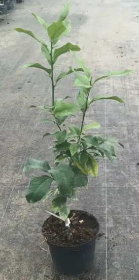 Citronnier 4 saisons — Pot 2.5L