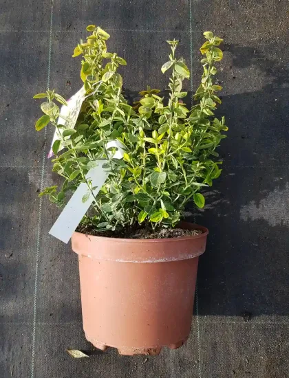 Fusain de fortune 'Emerald n gold' (Euonymus fortunei) — jeune arbuste au feuillage vert panaché en pot · Pot 3L
