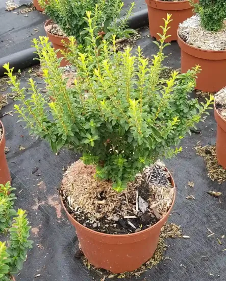 Troène de chine 'Eugene clive' (Ligustrum sinense) — jeune arbuste dense en pot de culture · Pot 3L Touffe