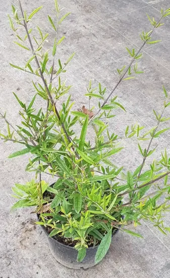 Arbre aux papillons à feuilles de saule (Buddleia saligna) — jeune arbuste élancé au feuillage vert en pot · Pot 3L Touffe