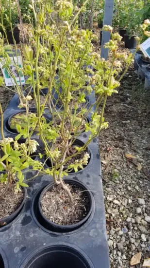 Myrtillier 'Hardy blue' (Vaccinium corymbosum) — jeune arbuste ramifié en pot de pépinière