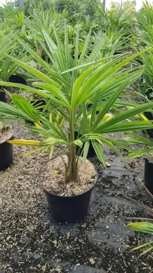 Palmier de chine (Trachycarpus fortunei) — jeune palmier vert en pot de pépinière · Pot 8L