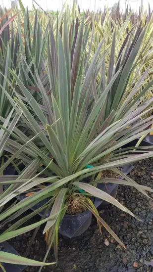 Cordyline 'Choco mint' (Cordyline australis) — touffe dense de feuilles rubanées bicolores en pot · Pot 3L