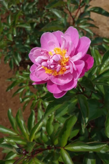 Pivoine 'Birthday rose' (Paeonia lactiflora)