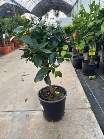 Citron vert — Pot 5L Tige