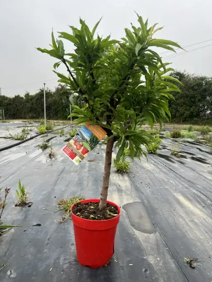 Nectarinier nain — Pot 5L
