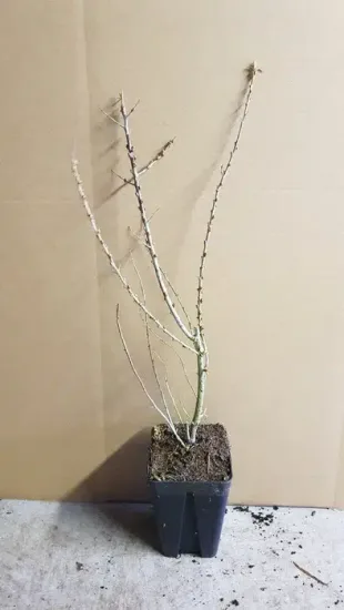 Argousier 'Hergo ♀' (Hippophae rhamnoides) — jeune plant ligneux nu dans pot de pépinière · Godet