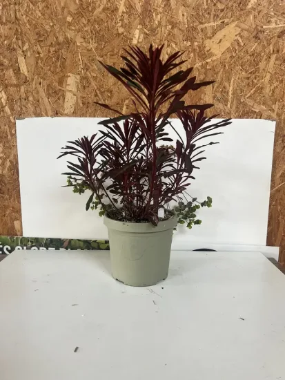 Euphorbe 'Miners merlot' — Pot 3,5L