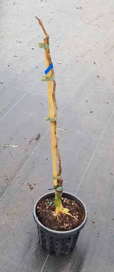 Févier d'amérique 'Skyline' (Gleditsia triacanthos) — jeune tige noueuse tuteurée dans un pot · Pot 2.5L Baliveau