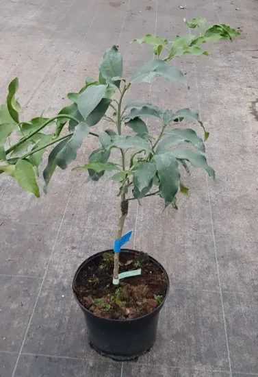 Kumquattier rond 'Meiwa' — Pot 5L Touffe