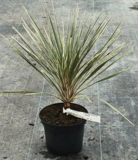 Cordyline 'Pink champagne' (Cordyline australis) — jeune plant dressé en pot noir, étiquette blanche · Pot 2.5L