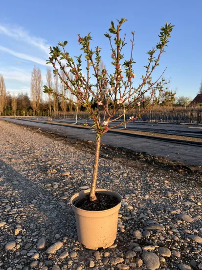 Abricotier 'Compacta' — Pot 10L Tige