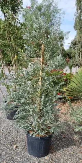 Eucalyptus à feuilles rondes 'Azura' (Eucalyptus gunnii) — arbuste dense en pot sur graviers · Pot 35L