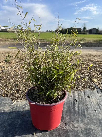 Fargesia — Pot 4L