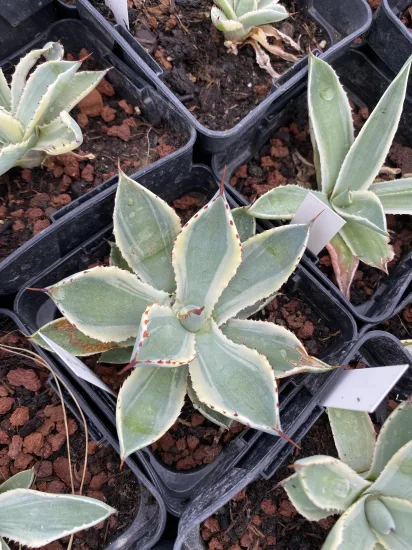 Agave 'Bluewinds' (Agave potatorum) — Pot 1L