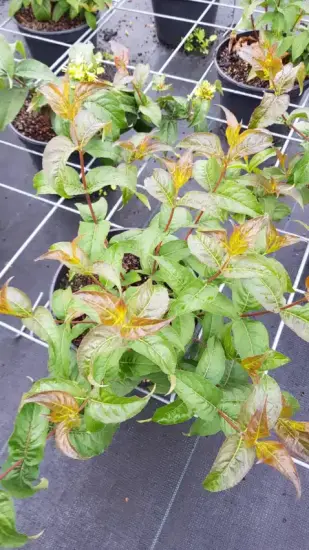 Diervillée 'Kodiak black' (Diervilla rivularis) — jeune arbuste en pot au feuillage vert et bronze · Pot 3L Touffe