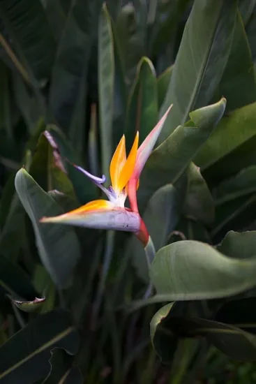 Oiseau de Paradis