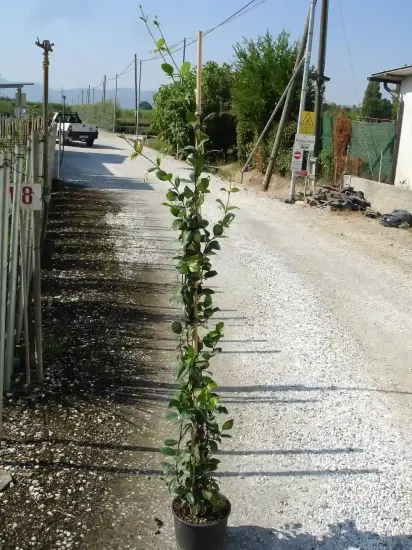 Jasmin étoilé (Trachelospermum jasminoides) — jeune plante grimpante tuteurée au bord d’un chemin · Pot 3L