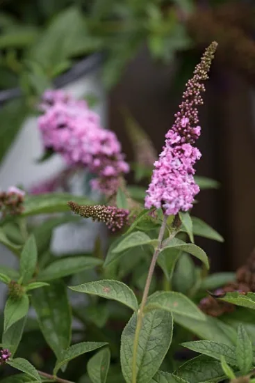 Arbre aux papillons 'petit rose'