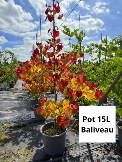 Gainier du canada 'Eternal flame'