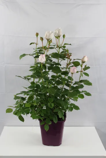 Rosier 'La belle rouet' (Rosa hybrida) — rosier buissonnant en pot avec boutons floraux · Pot 4L