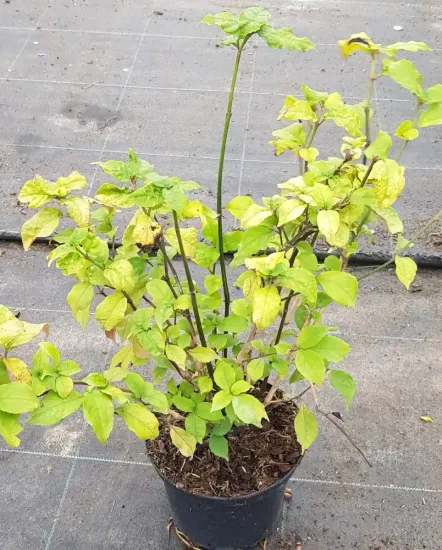 Mackaye élégante (Mackaya bella) — jeune arbuste aux feuilles vert clair en pot · Pot 2.5L Touffe