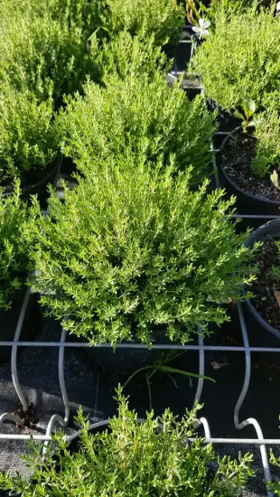 Thymus vulgaris