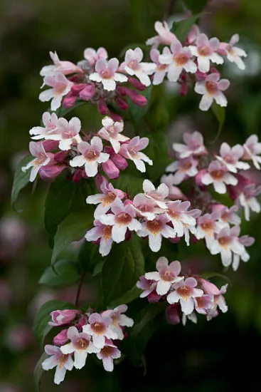 Buisson de beauté 'Pink cloud'