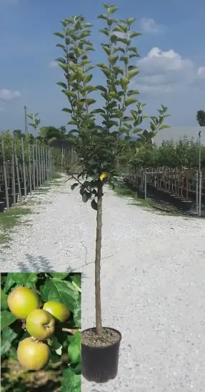 Pommier 'Nain garden sun red' (Malus domestica) — jeune arbre fruitier sur tige en pépinière · Pot 10L