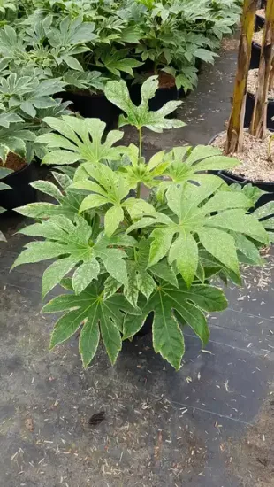 Aralia du japon 'Spider's web'