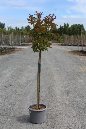 Lilas des indes 'Pecharmant' — Pot 15L Tige
