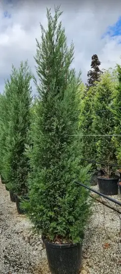 Cyprès d'italie 'Pyramidalis' (Cupressocyparis leylandii) — conifère élancé en pot parmi d'autres sujets · Pot 30L