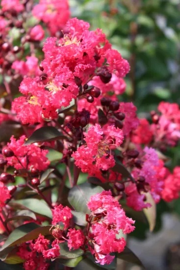 Lilas des indes 'Double dynamite'