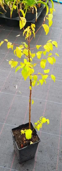 Prunier myrobolan (Prunus) — jeune arbre au feuillage jaune tacheté en pot · Pot 2L