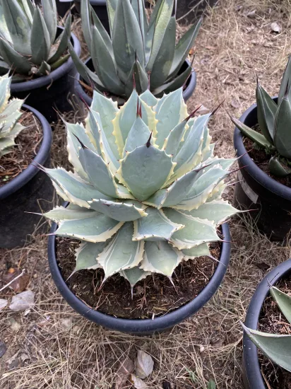 Agave 'Bluewinds' (Agave potatorum) — Pot 10L