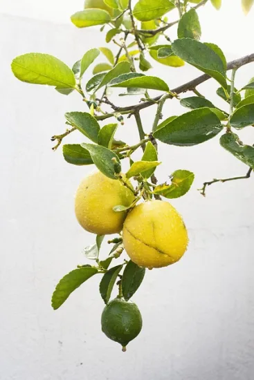 Citrus limon 'Eureka'
