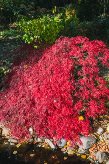 Érable du japon 'Dissectum ornatum'