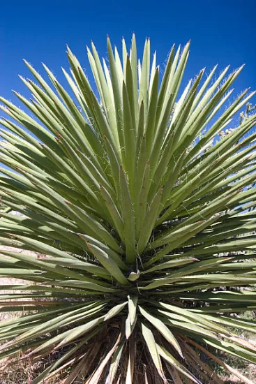 Yucca bleu