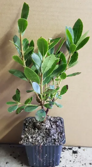 Arbousier. arbre aux fraises 'Compacta' (Arbutus unedo) — jeune arbuste au feuillage vert en pot · Godet