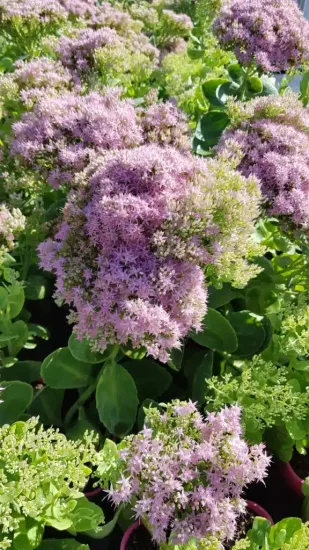 Sedum 'Brillant' (Sedum spectabilis) — denses ombelles de petites fleurs mauves