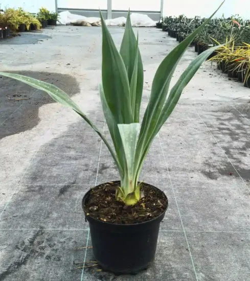 Lis du mexique (Beschorneria yuccoides) — jeune plante graphique en pot plastique noir · Pot 3L
