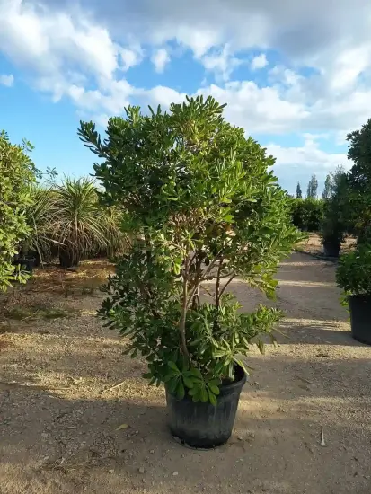 Pittospore du Japon (Pittosporum tobira) — grand sujet arbustif en pot noir, pépinière · Pot 70L