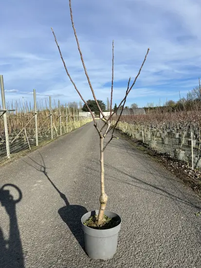 Pommier 'Cox's orange pippin' (Malus domestica) — jeune arbre sans feuilles en pot plastique gris · Pot 10L Gobelet