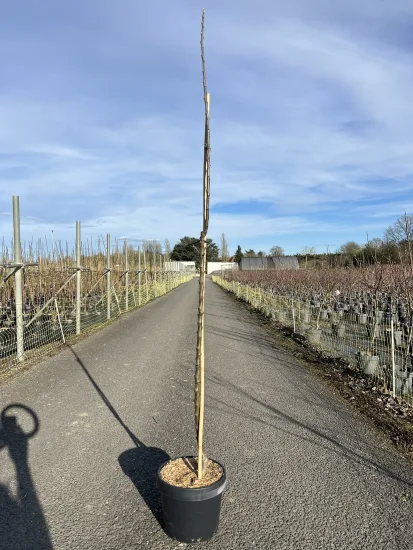 Pommier 'Amboise' — Pot 7.5L