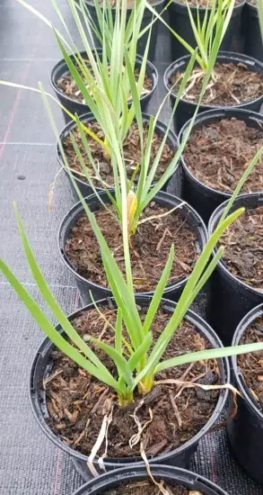 Ail d'Afrique à fleurs blanches (Tulbaghia violacea) — jeune plant aux feuilles fines vertes en pot · Pot 1.5L