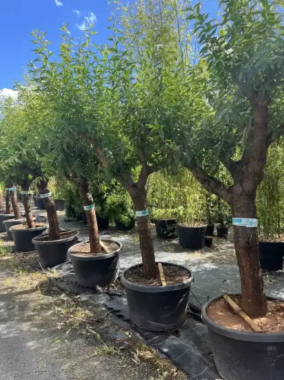 Amandier 'Princesse' — Pot 250L