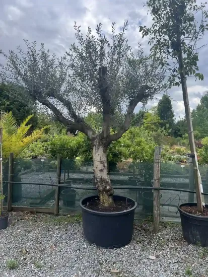 Olivier d'europe — Pot 280L