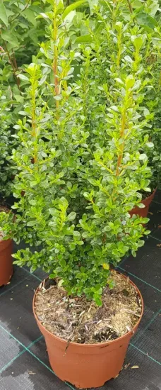Escallonia 'Coccinea'