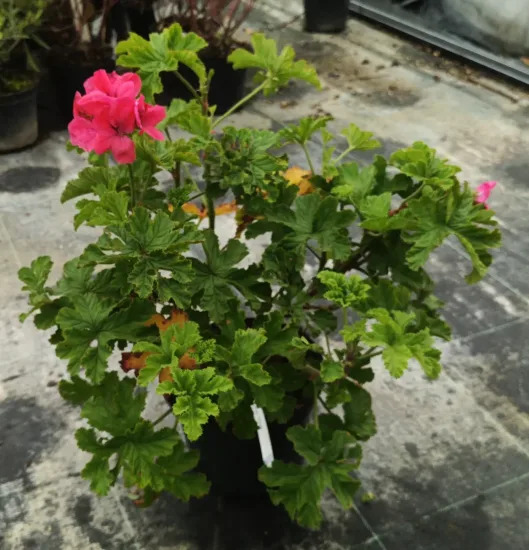 Géranium au parfum de cèdre et d'épice 'Clorinda' (Pelargonium) — plante à fleurs roses en pot de pépinière · Pot 3L