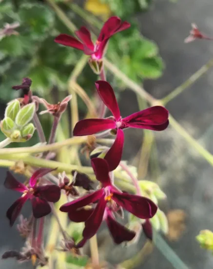 Géranium rouge grenat ' '